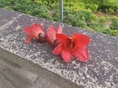 -鼓浪屿·八卦楼