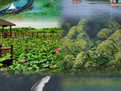 -大湾区中央湿地公园