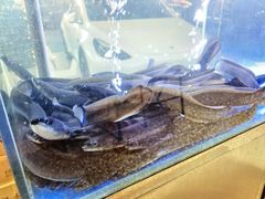 -本炙炭烤·蒲烧活鳗料理店(金沙洲店)