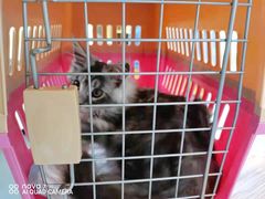 -十年猫舍·猫咪专门店(普陀店)