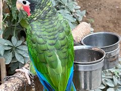 -南宫五洲植物乐园