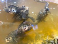 -酷以爬仙阁实体爬宠店·守宫·蜥蜴·专业繁育