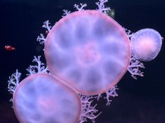 -欢乐海岸海洋奇梦馆