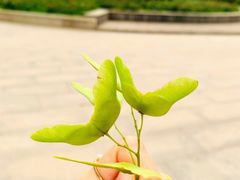 -朝阳公园