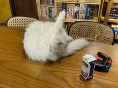 -猫猫幼稚园·撸猫·桌游·电玩