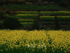 -婺源风景区