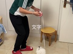 -多乐狗狗宠物训练工作室