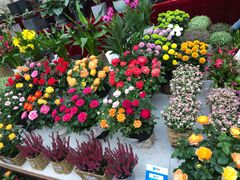 -秦美花卉(天朗·莱茵小城2期店)