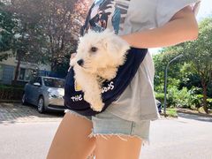 -翊宠yipet猫狗购宠庄园犬舍•猫舍