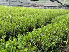 -听风阁农家私房菜茶楼(龙坞店)