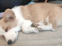 -浣熊柯尔鸭土拨鼠·电玩咖