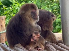 -西霞口神雕山野生动物世界