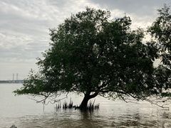 -宝安西湾红树林湿地公园