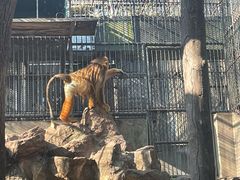 -上海野生动物园
