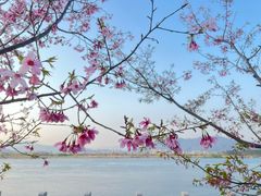 -福建鲤鱼洲酒店