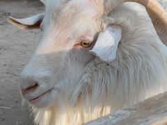 -圣露庄园·露营·烤肉·亲子