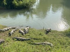 -中国扬子鳄村