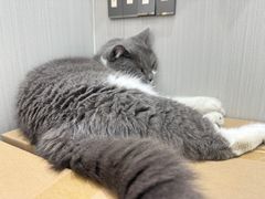 -东莞宠友24H宠物中心医院·转诊夜诊·异宠(新河北路院)