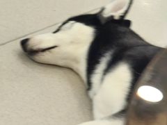 -共舞时光猫咖·狗咖(新街口店)