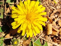 -永定河休闲森林公园