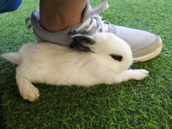 -萌宠亲子动物乐园(槐房万达店)