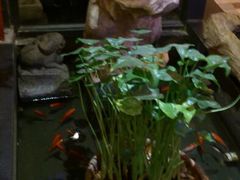 -旅马餐厅(茅家埠店)