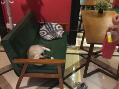 大堂-猫色咖啡·猫咖