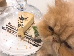-飞行喵MR PILOT|猫舍·猫咖(静安大融城店)
