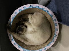 -瑞派天宁宠物医院·猫科·异宠中心