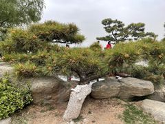 -中国唐苑