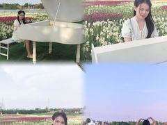 -杭州湾海上花田景区