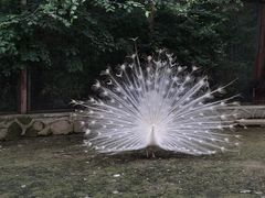 -哈尔滨北方森林动物园