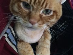 -北京赛佳动物医院