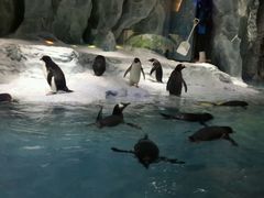 -广东省拱北口岸中国旅行社(华宾营业部)