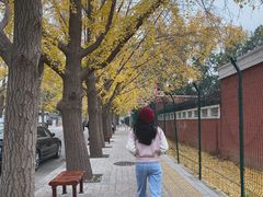 -三里屯东五街银杏大道