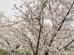 -天王浮山樱花园