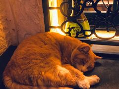 -Sirena海妖日咖夜酒