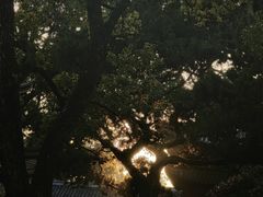 -普陀山雷迪森庄园