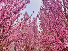 -桃源山庄·水蜜桃采摘·柴火鸡·烧烤团建(龙泉山店)