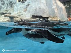 -帝企鹅自助餐厅•儿童岛•真企鹅(长隆企鹅酒店)