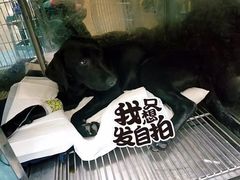 -仁华宠物医院(青羊店)