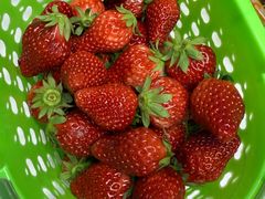 -昌平兴寿秀秀草莓采摘园