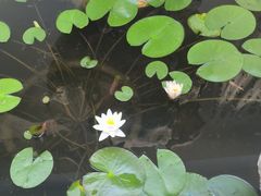 -丫丫蟹庄·苏式园林农家乐·阳澄湖大闸蟹(阳澄湖莲花岛店)