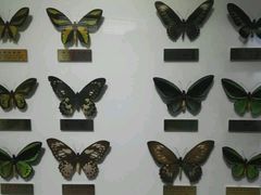 -上海昆虫博物馆