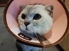 -Mr.Fox狐狸先生超级密室(南山店)