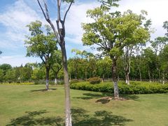 -上海长兴岛郊野公园