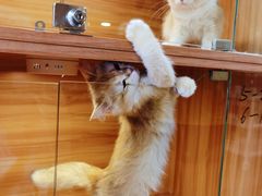 -猫十亿·布偶金渐层·曼基康矮脚猫舍(青年路店)
