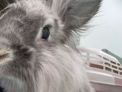 -北京观赏动物医院·24小时大型综合·猫专科·异宠专科