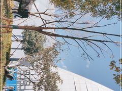 -花之城