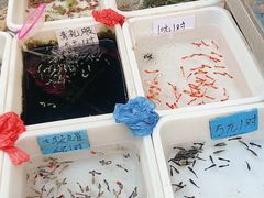 -清平路水族市场
